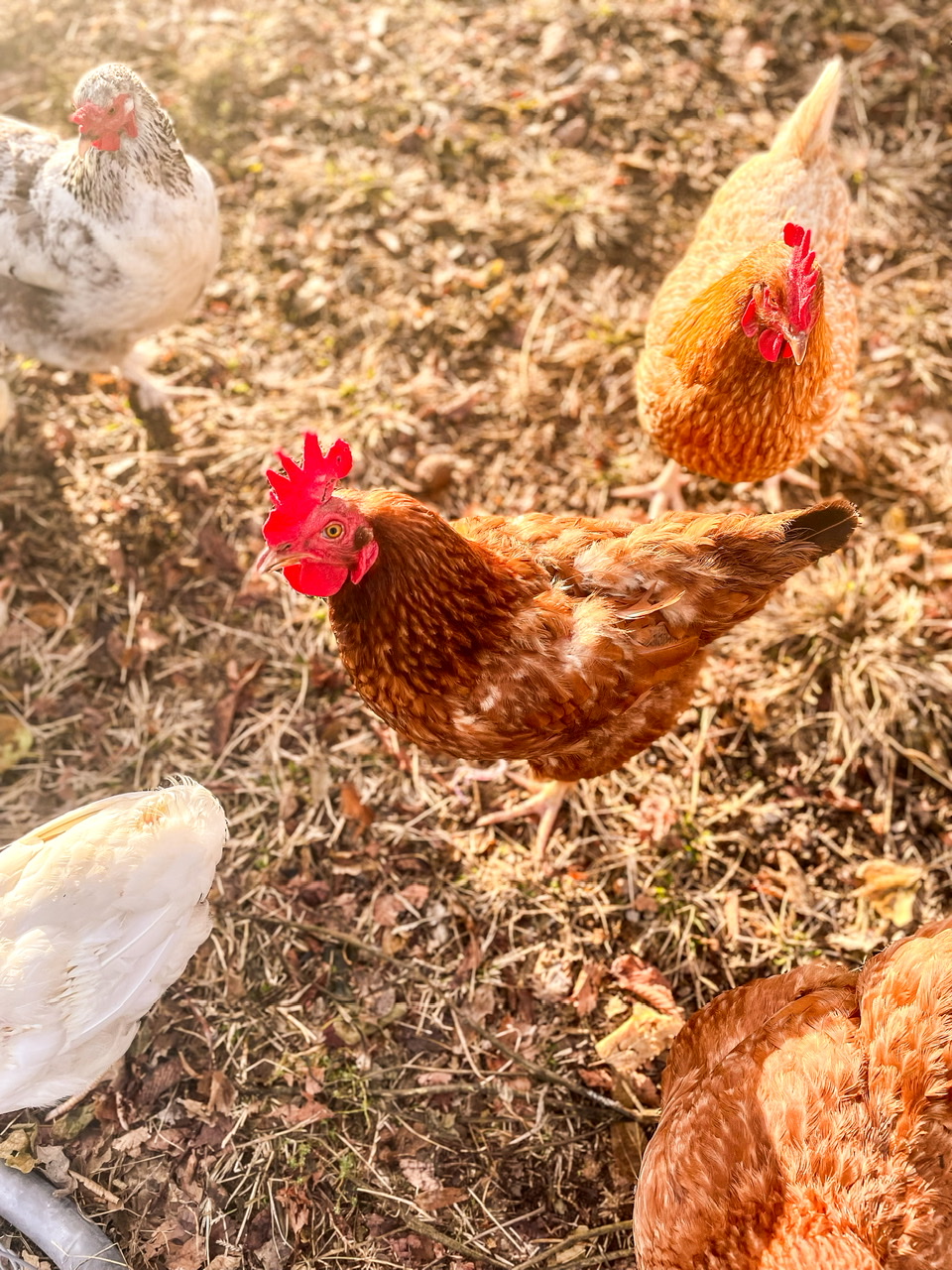 red chicken with flock