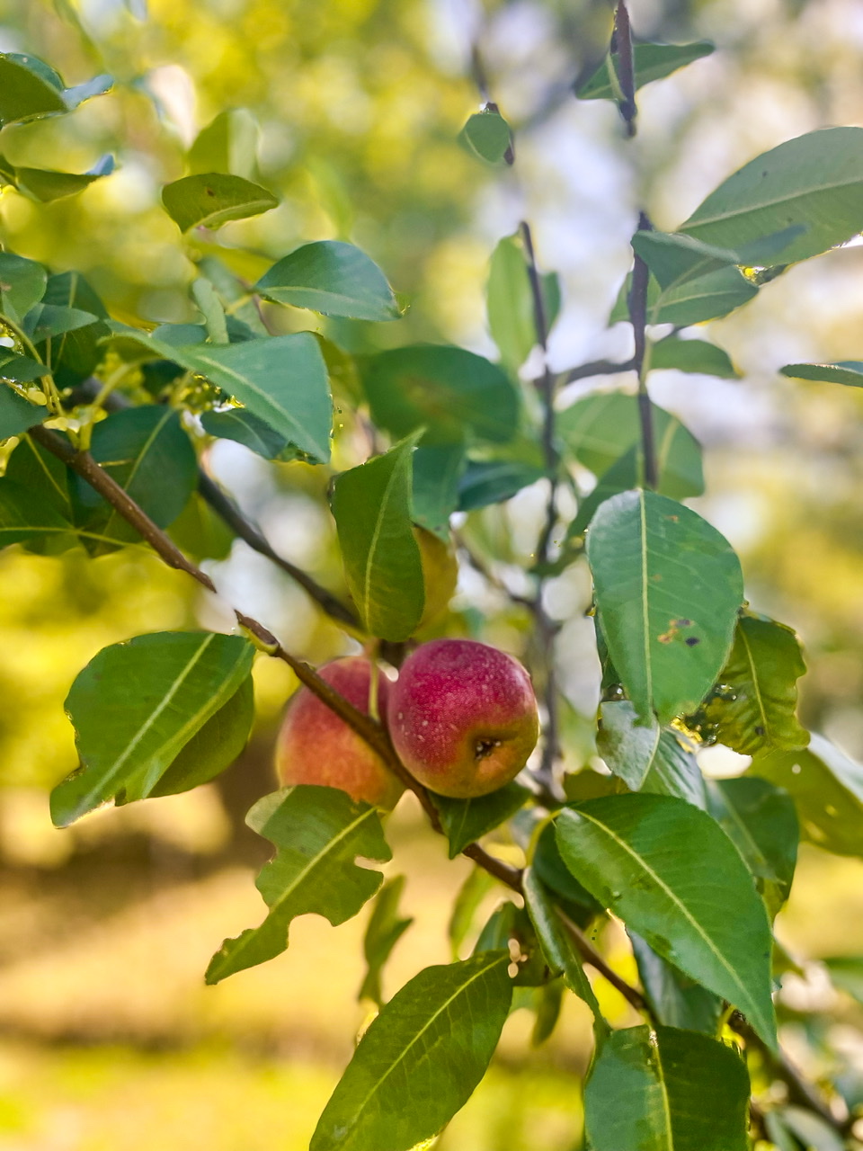 Peaches on a tree