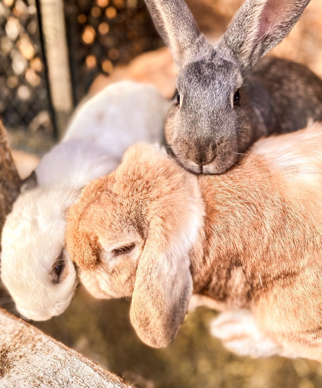 one tan, one grey, and one white rabbit
