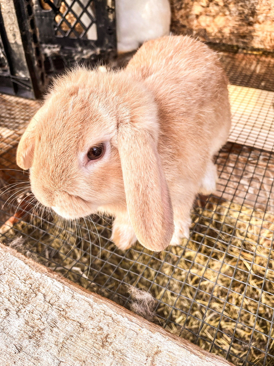 Tan rabbit in a cage
