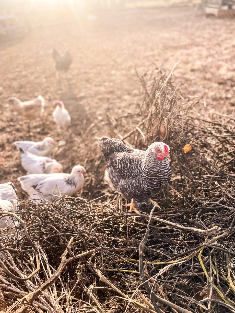 Grey rooster on old plants