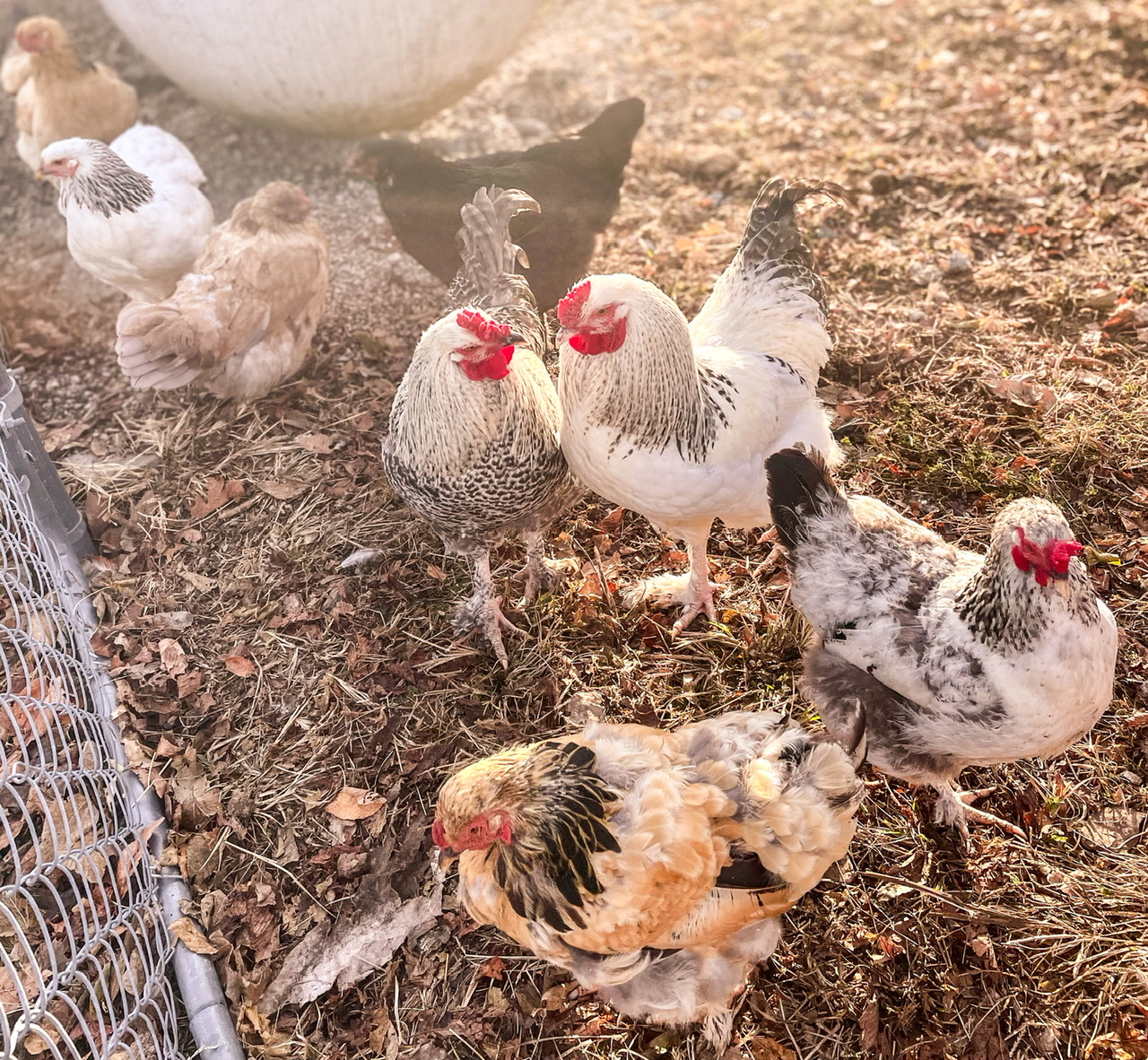 Two rooster with a flock of hens