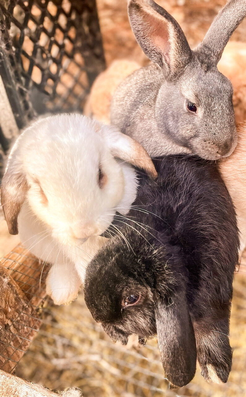 Grey, white, and black rabbits