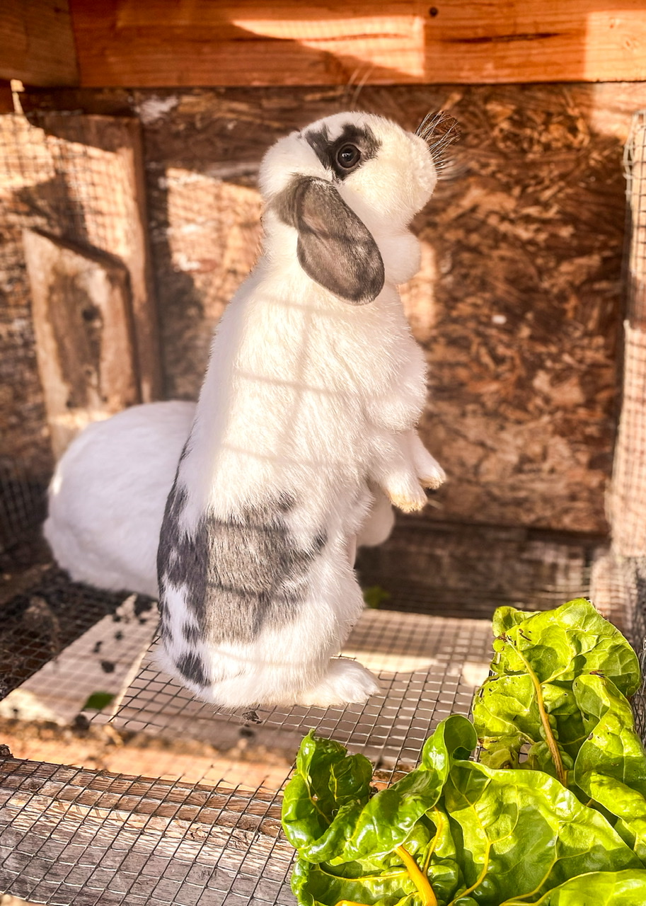 black and white rabbits standing on back legs