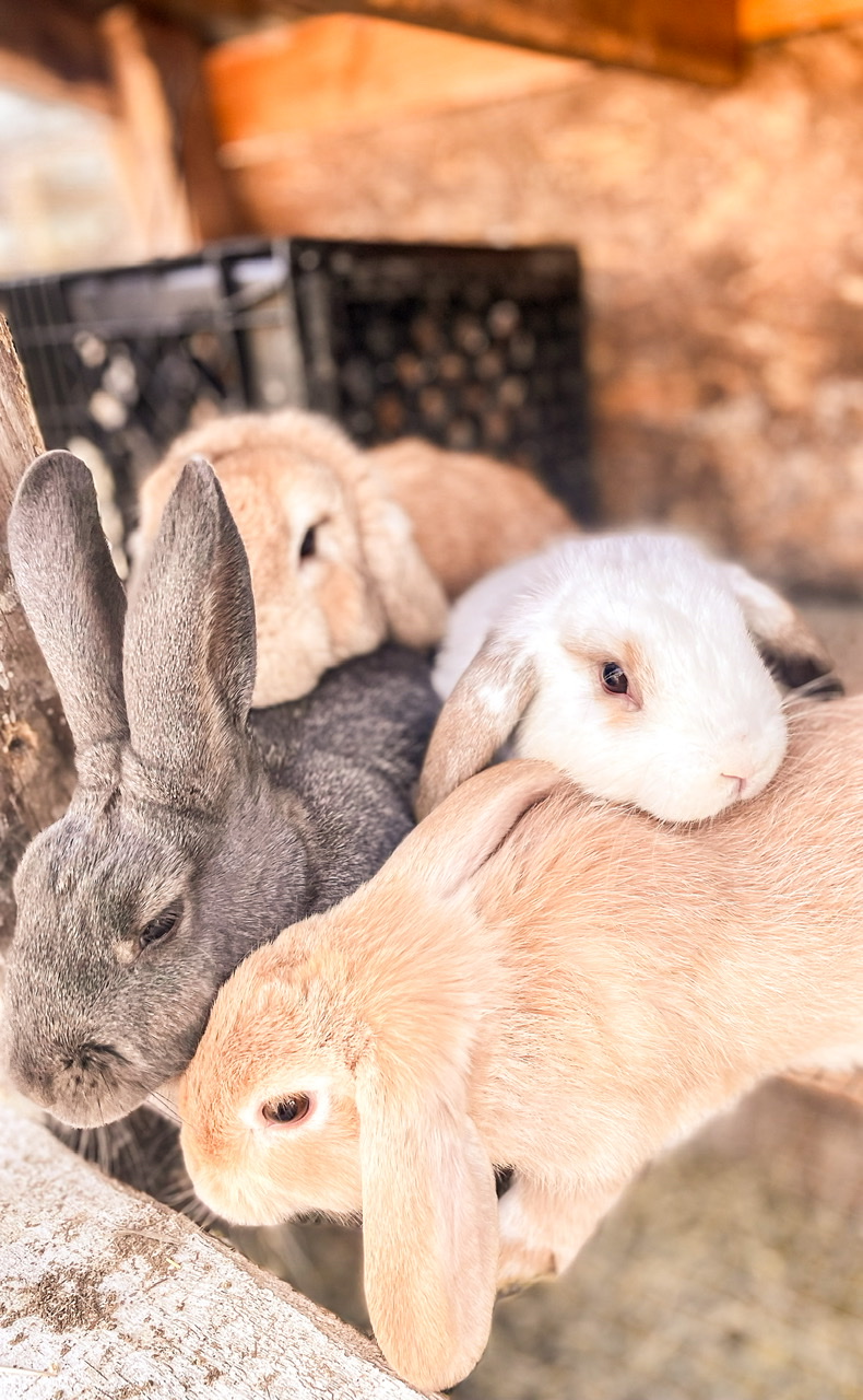 4 rabbits in a cage