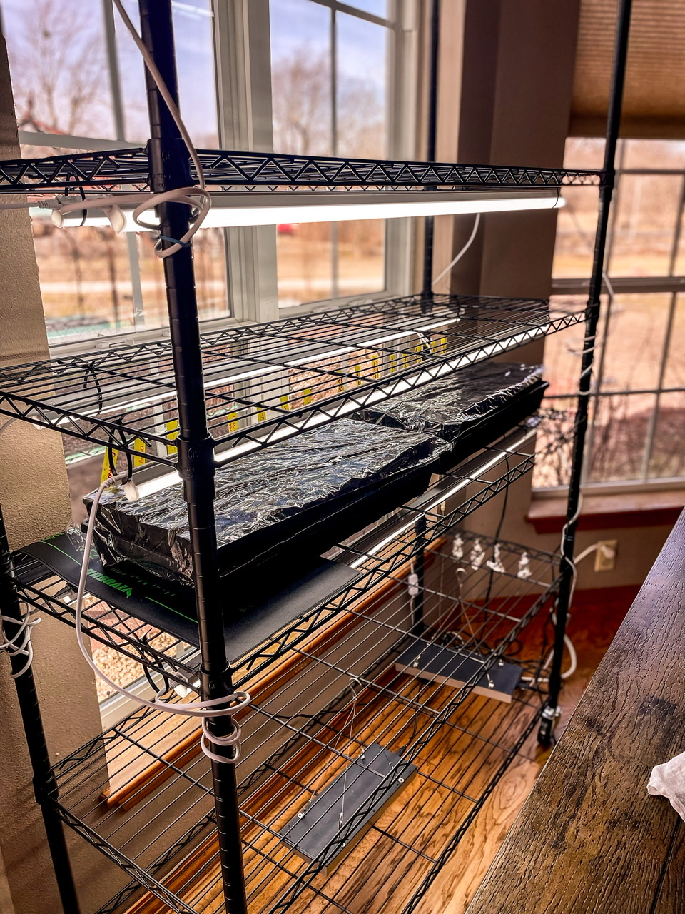 Wire rack for seed starting