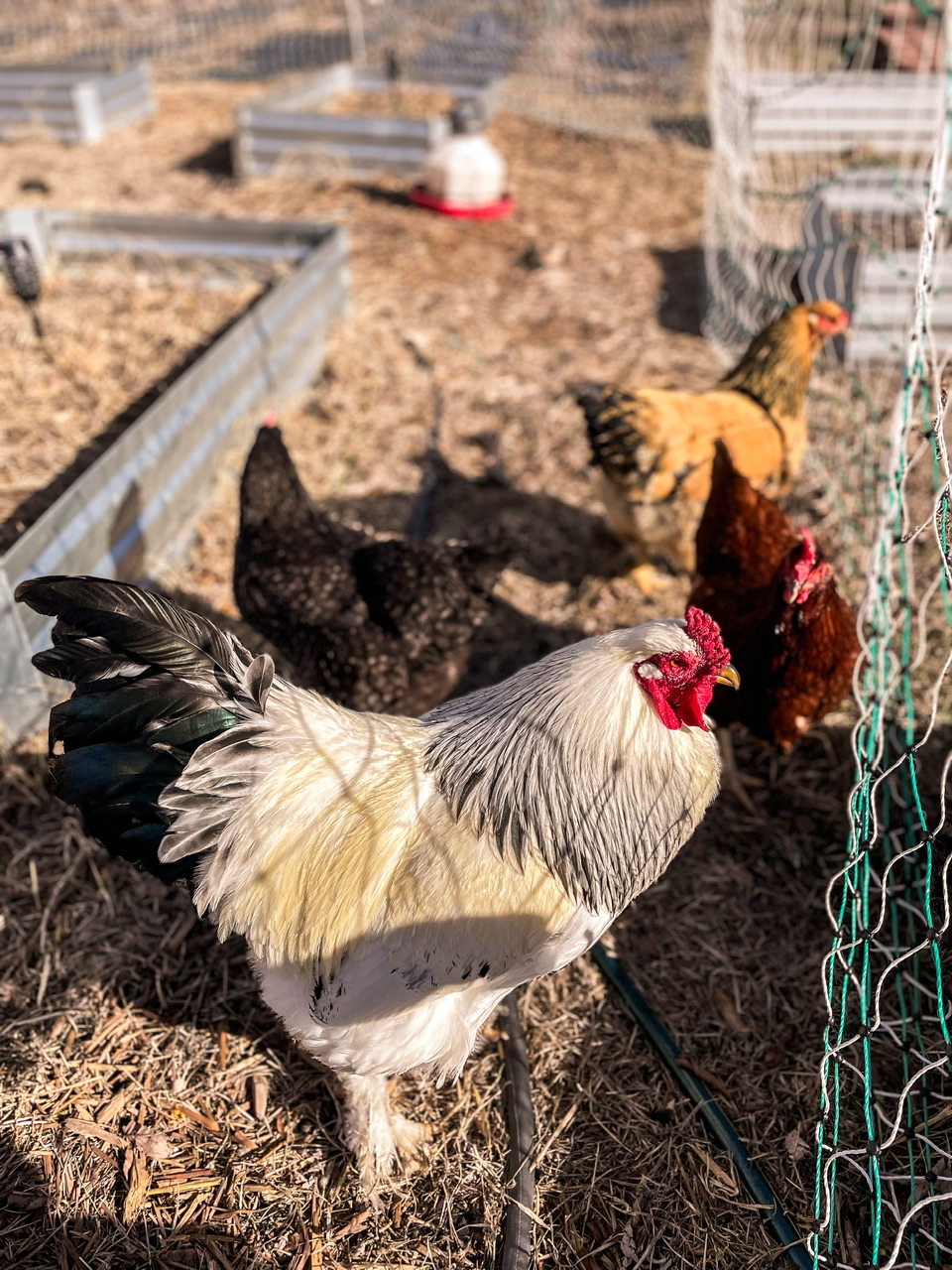 chickens in a garden