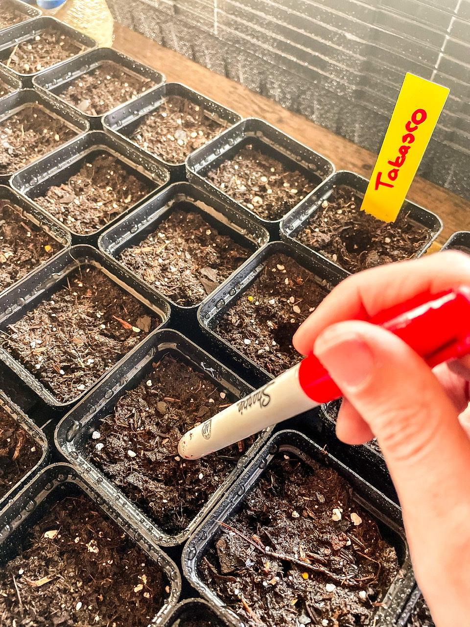 Planting seeds in potting trays