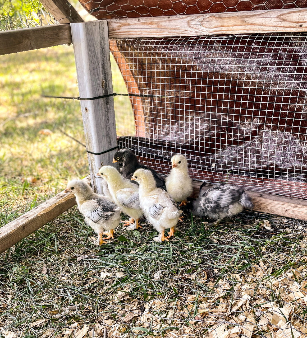 baby chicks in a chicken tractor