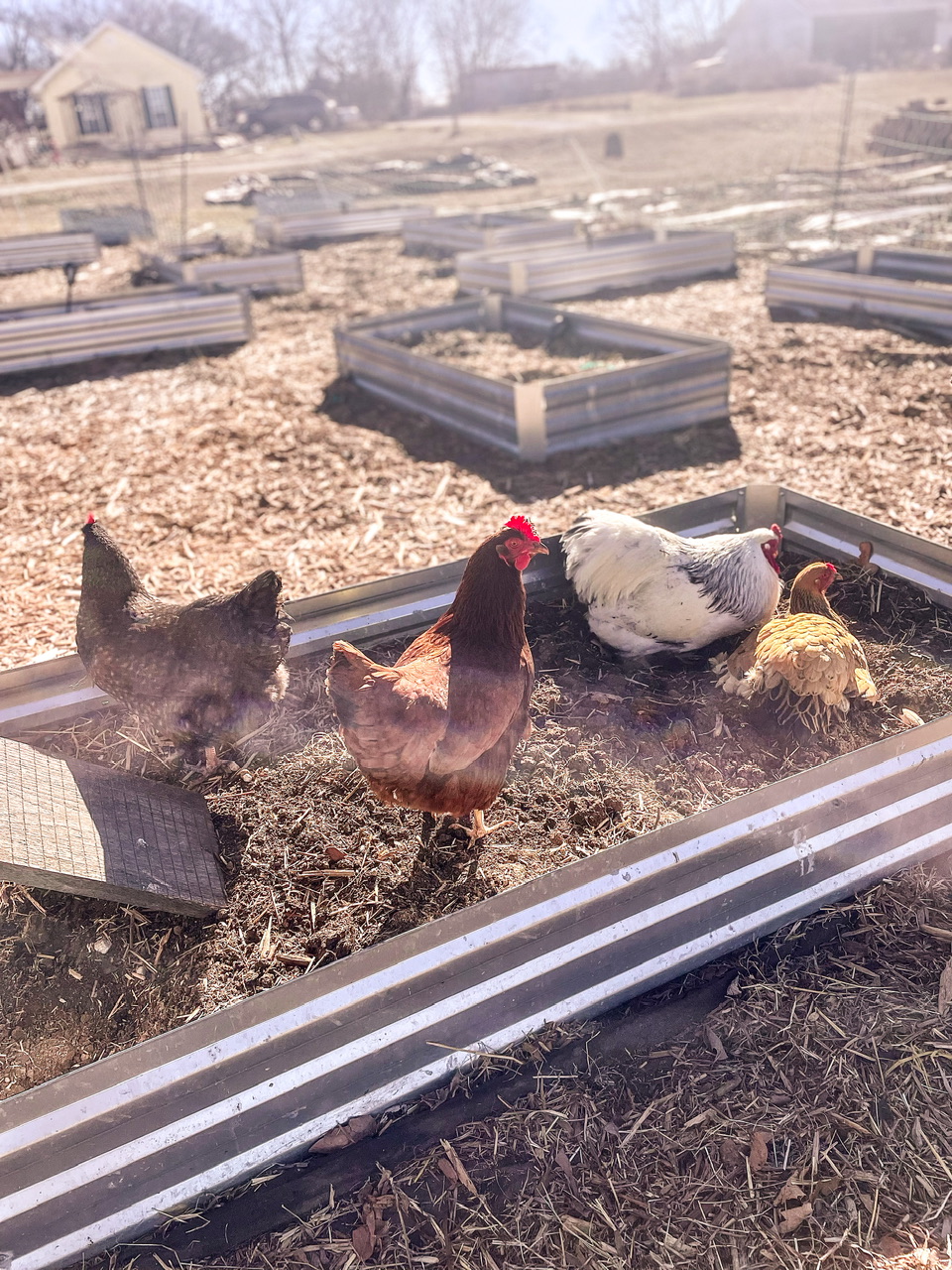 chickens dust bathing
