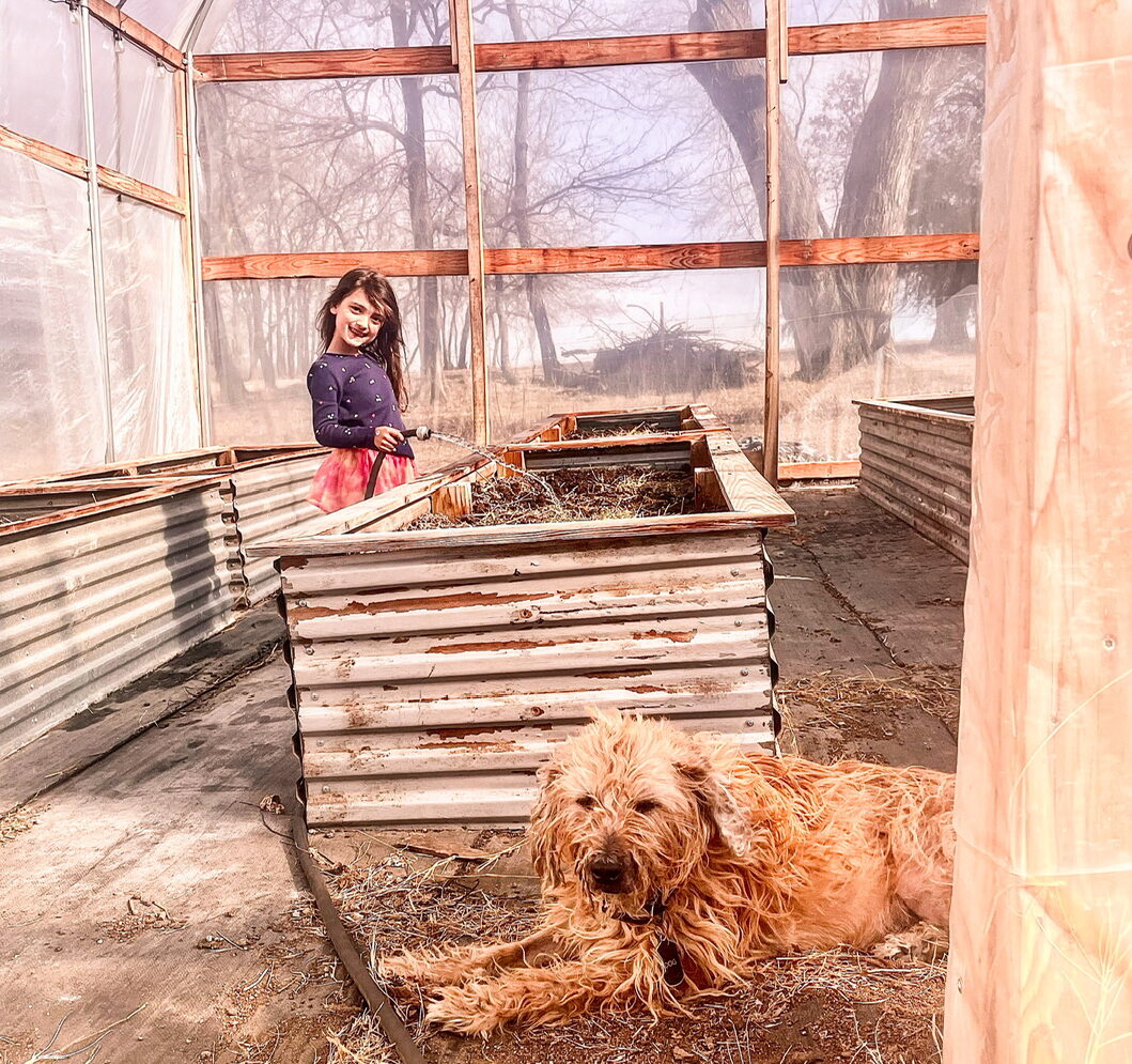 Girl watering in a high tunnel with a dog