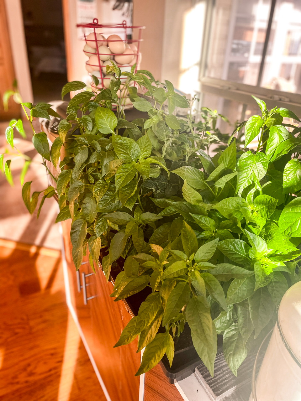 Pepper plants