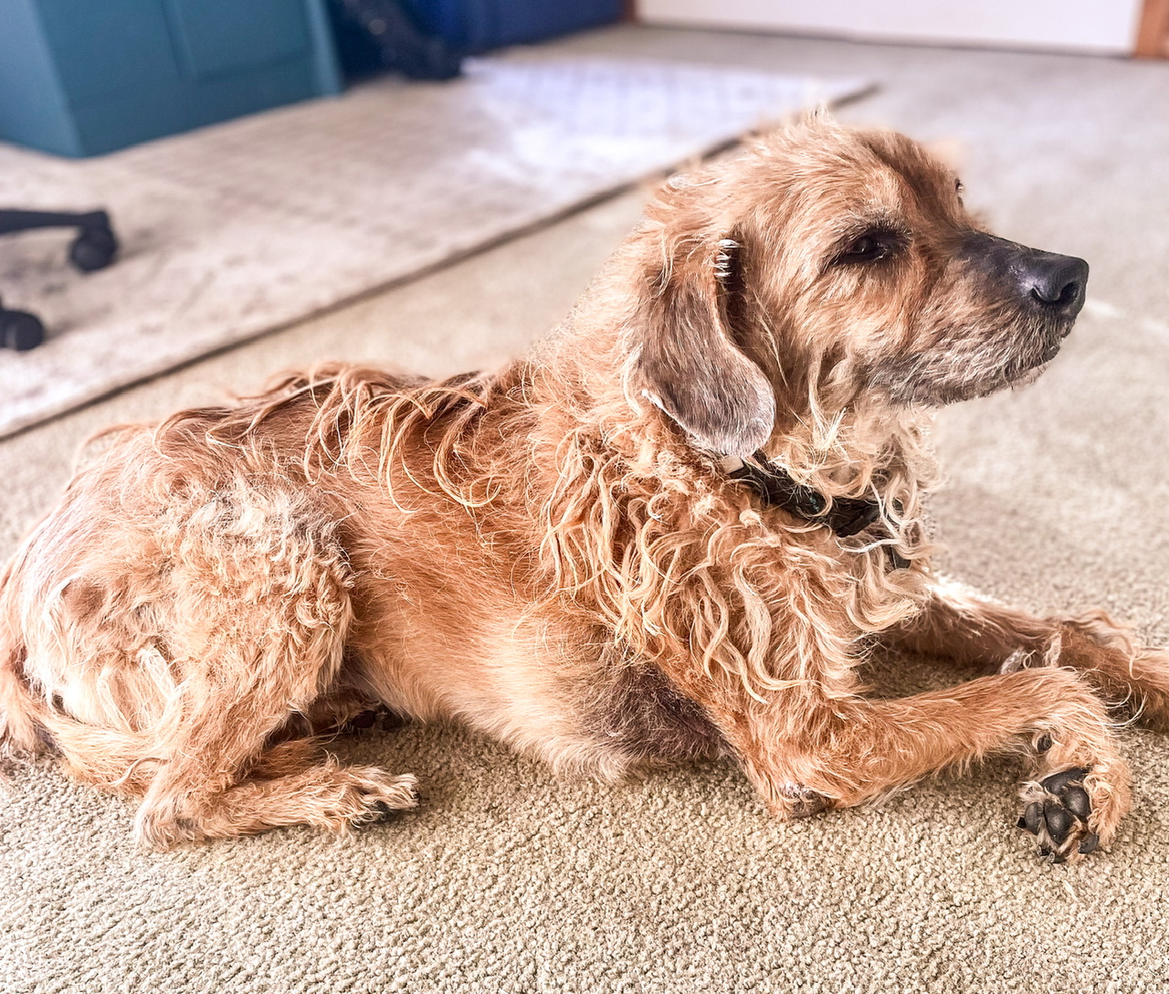 diabetic dog lying down