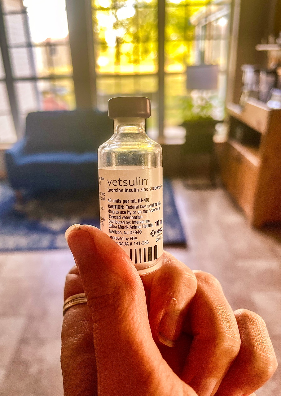 Diabetes in Dogs What You Need to Know The Art of 1 Acre