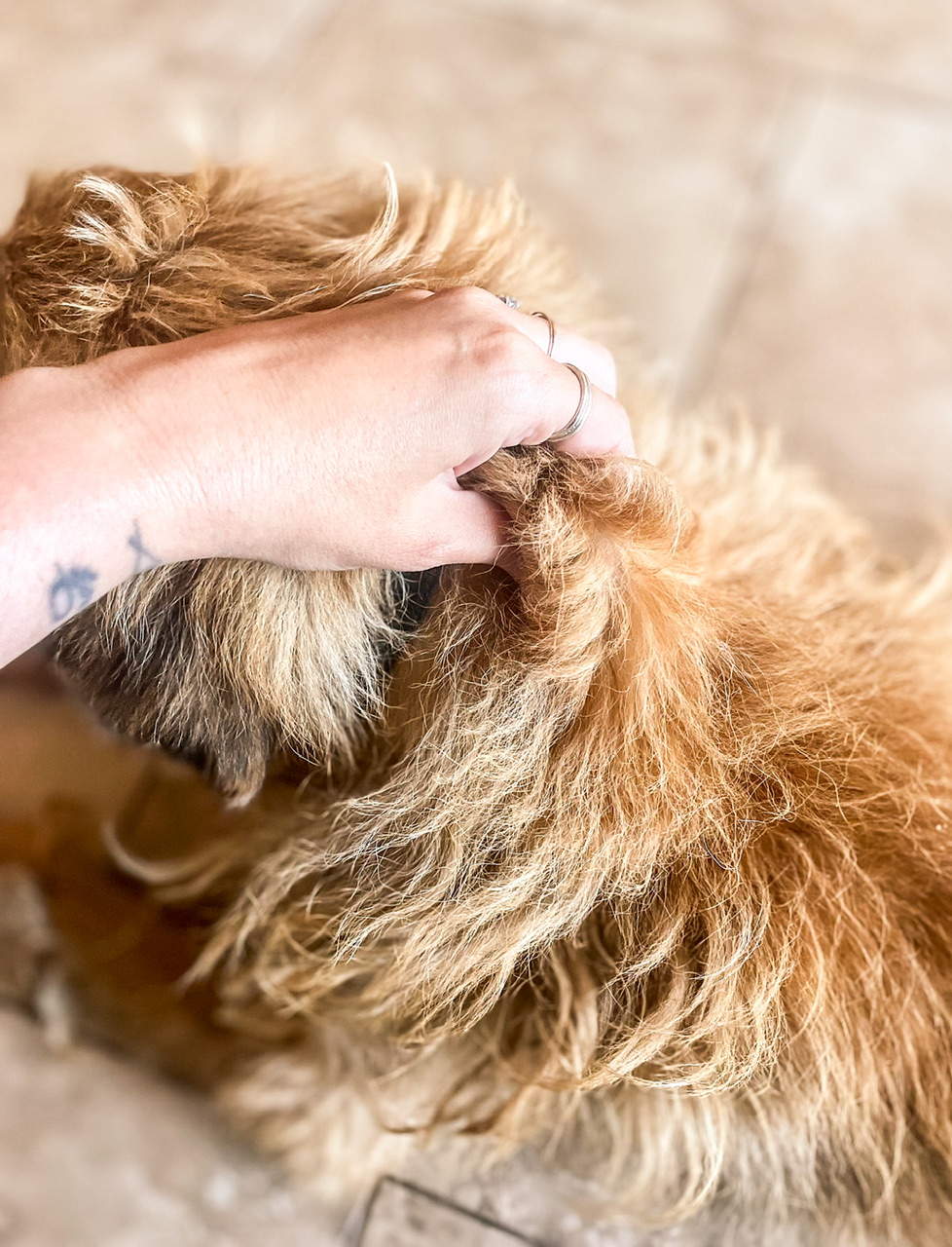 holding the scruff of a dog
