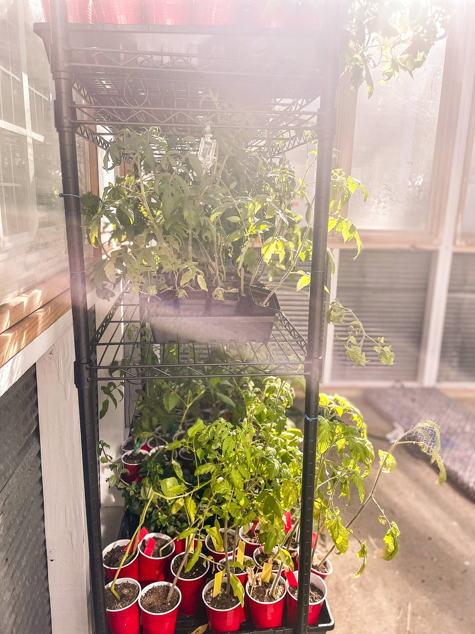 Tomatoes on a shelf in a greenhouse