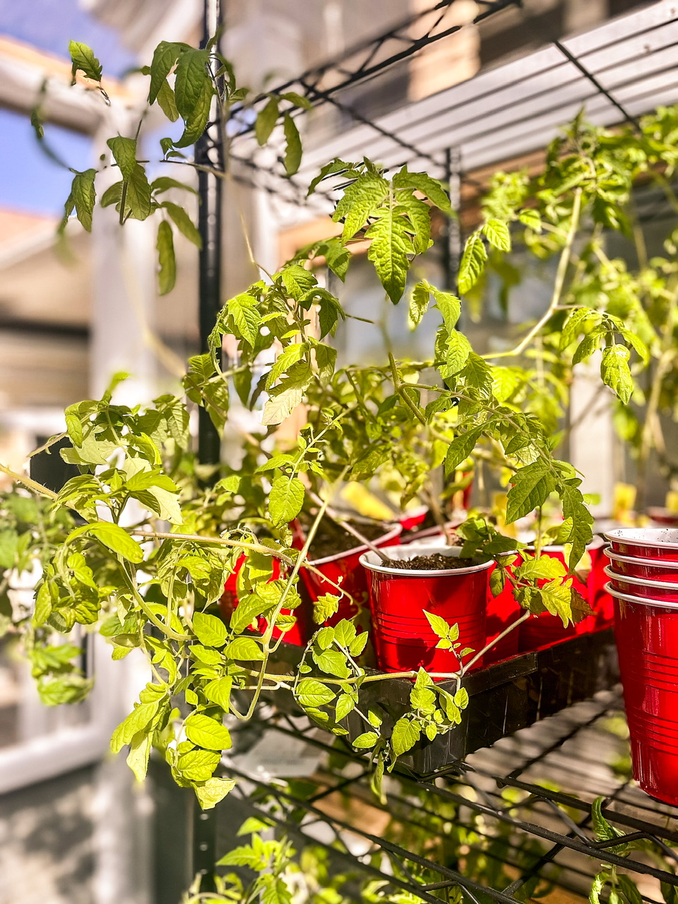 Tomato plants