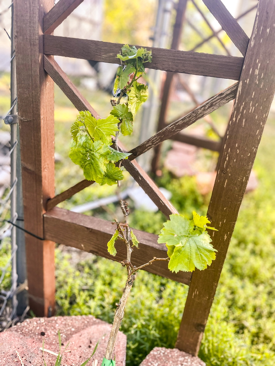 Grape plant on a trellis