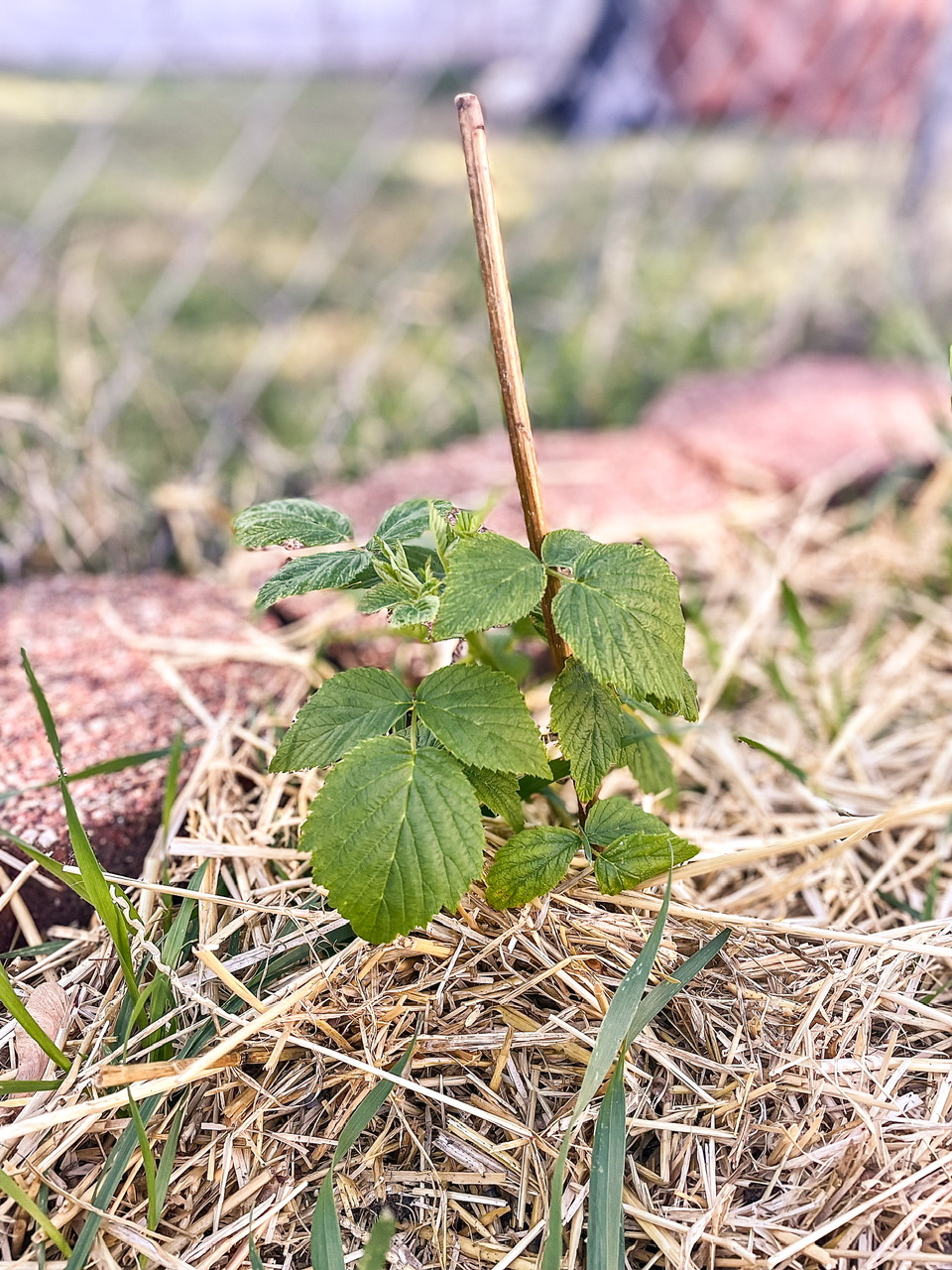 Blackberry plant