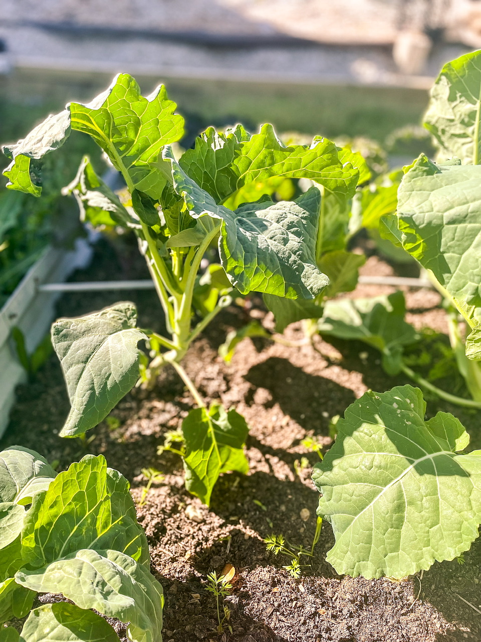 Walking stick kale plant