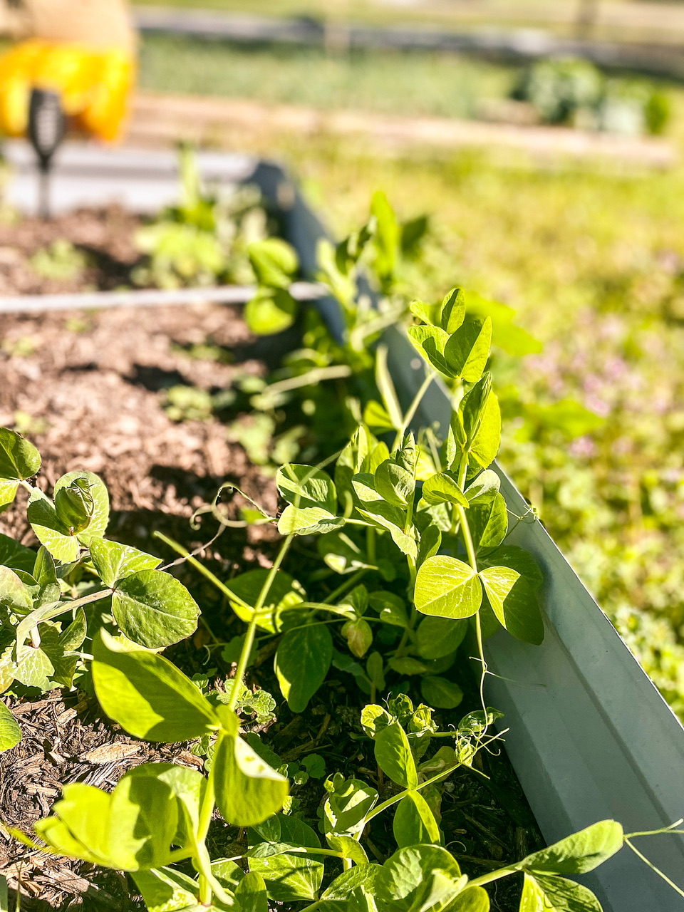 pea plants with girl in the background