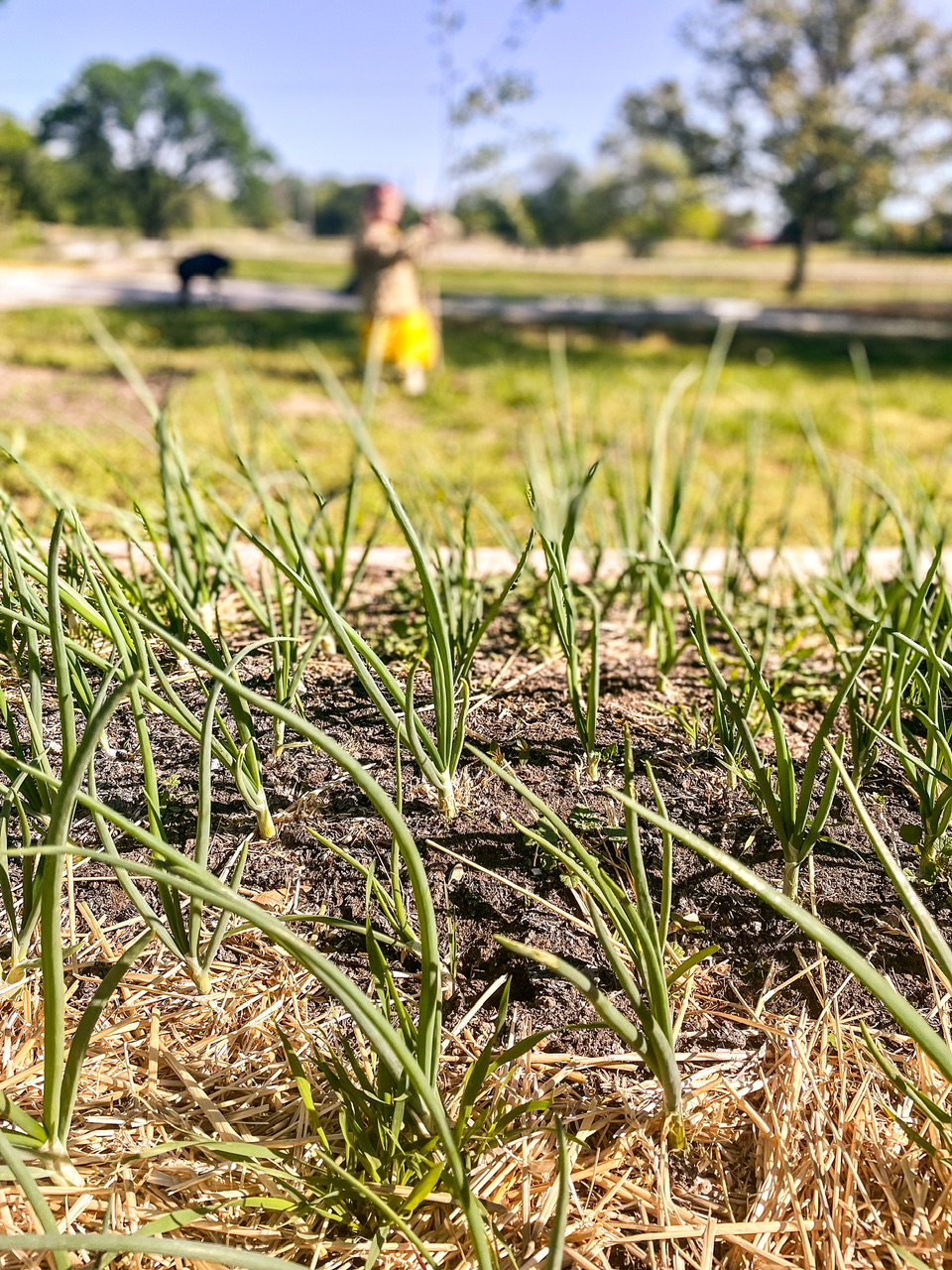 onion plants with girl in the background