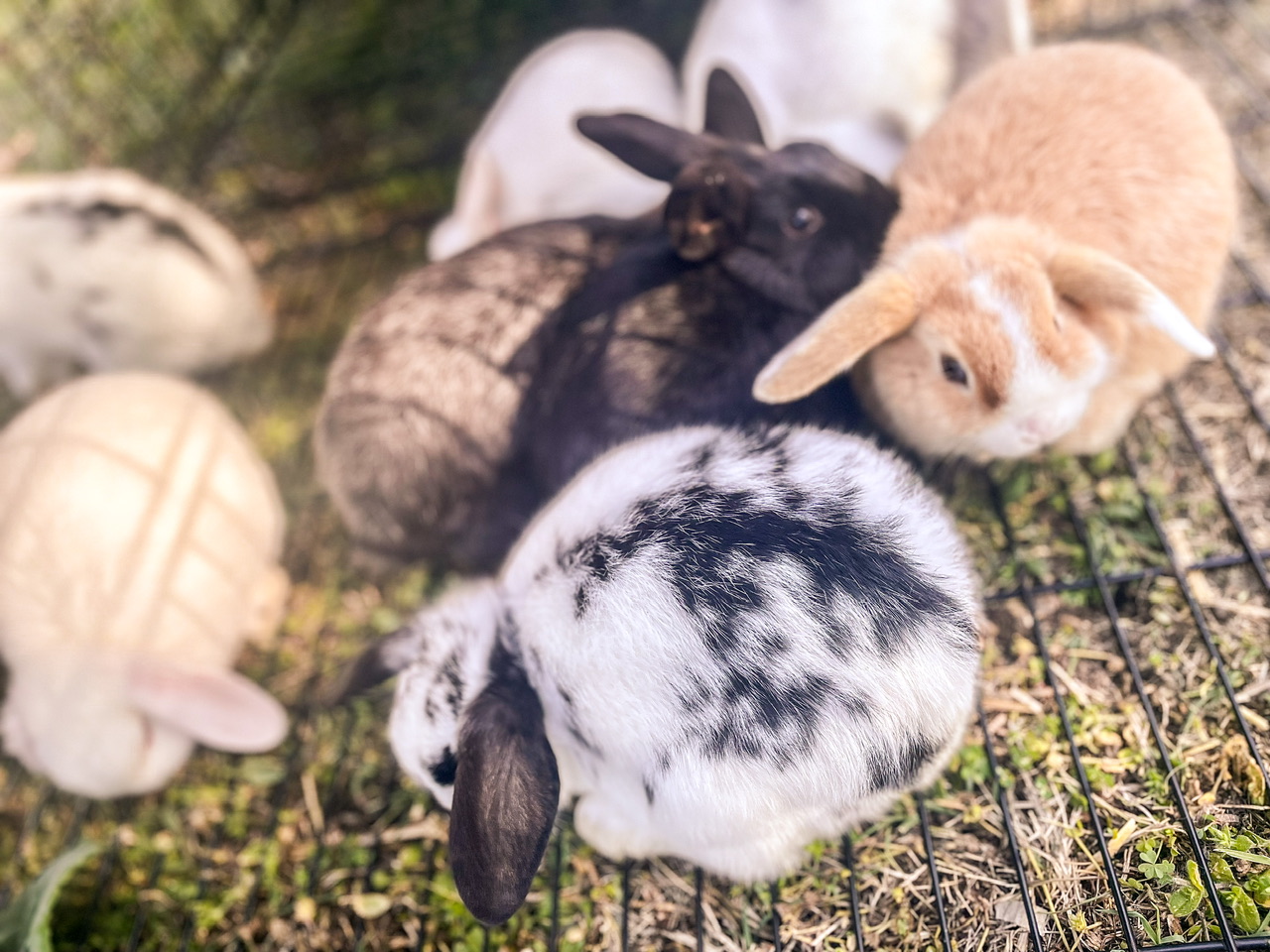 baby rabbits in a pen