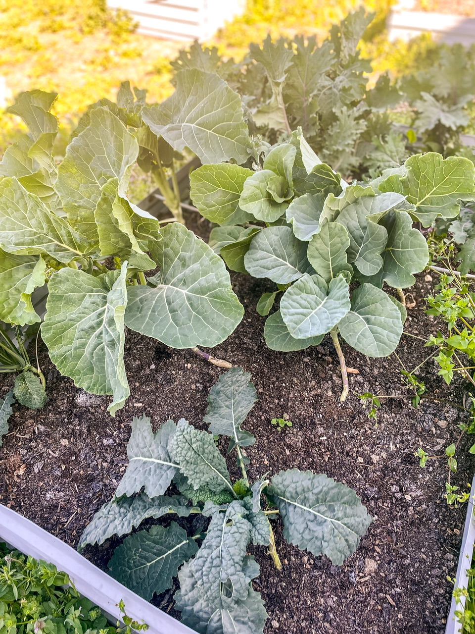 Kale plants