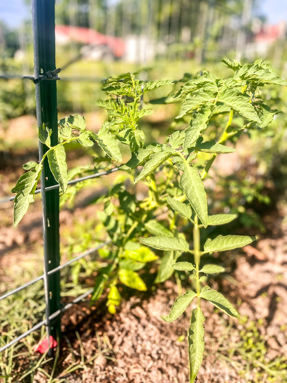 young tomato plant