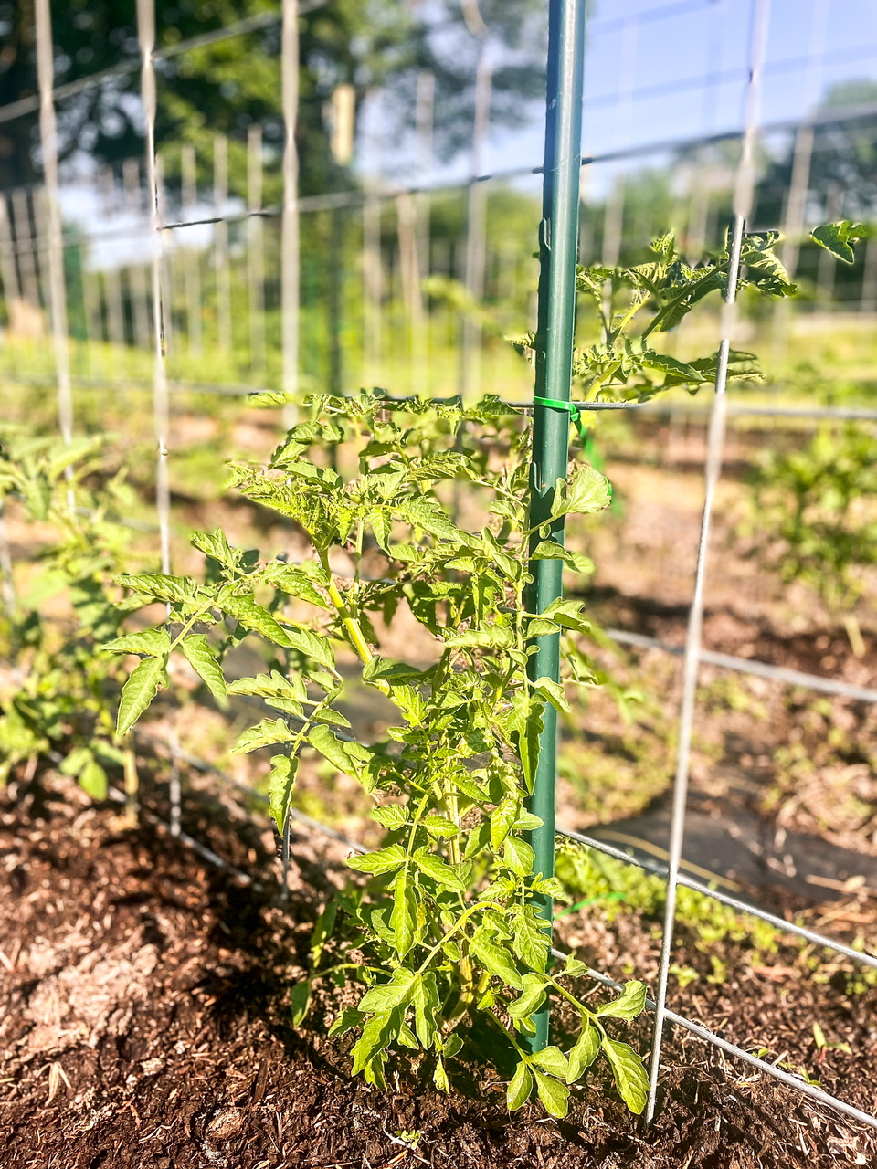 young tomato plant on a trellis