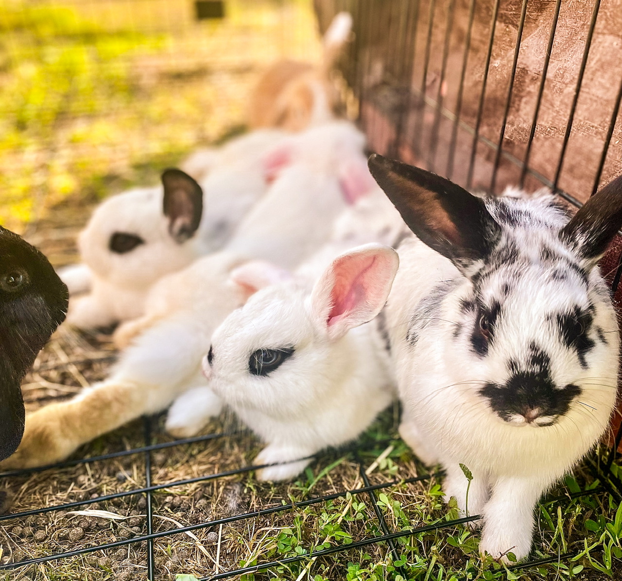 Group of rabbits