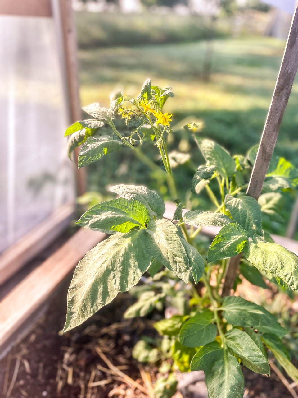 tomatoes in a high tunnel with blooms