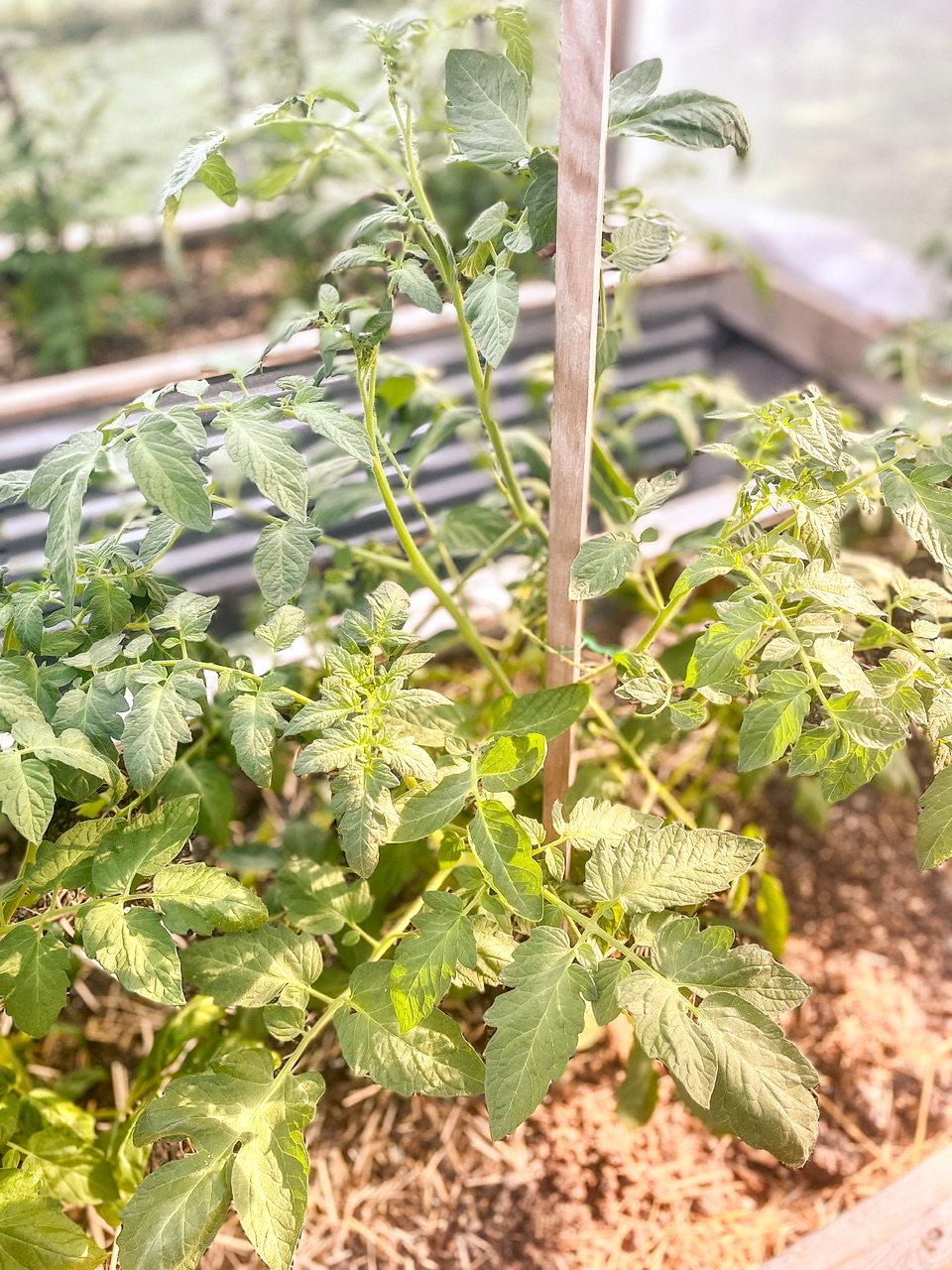 tomatoes in high tunnel
