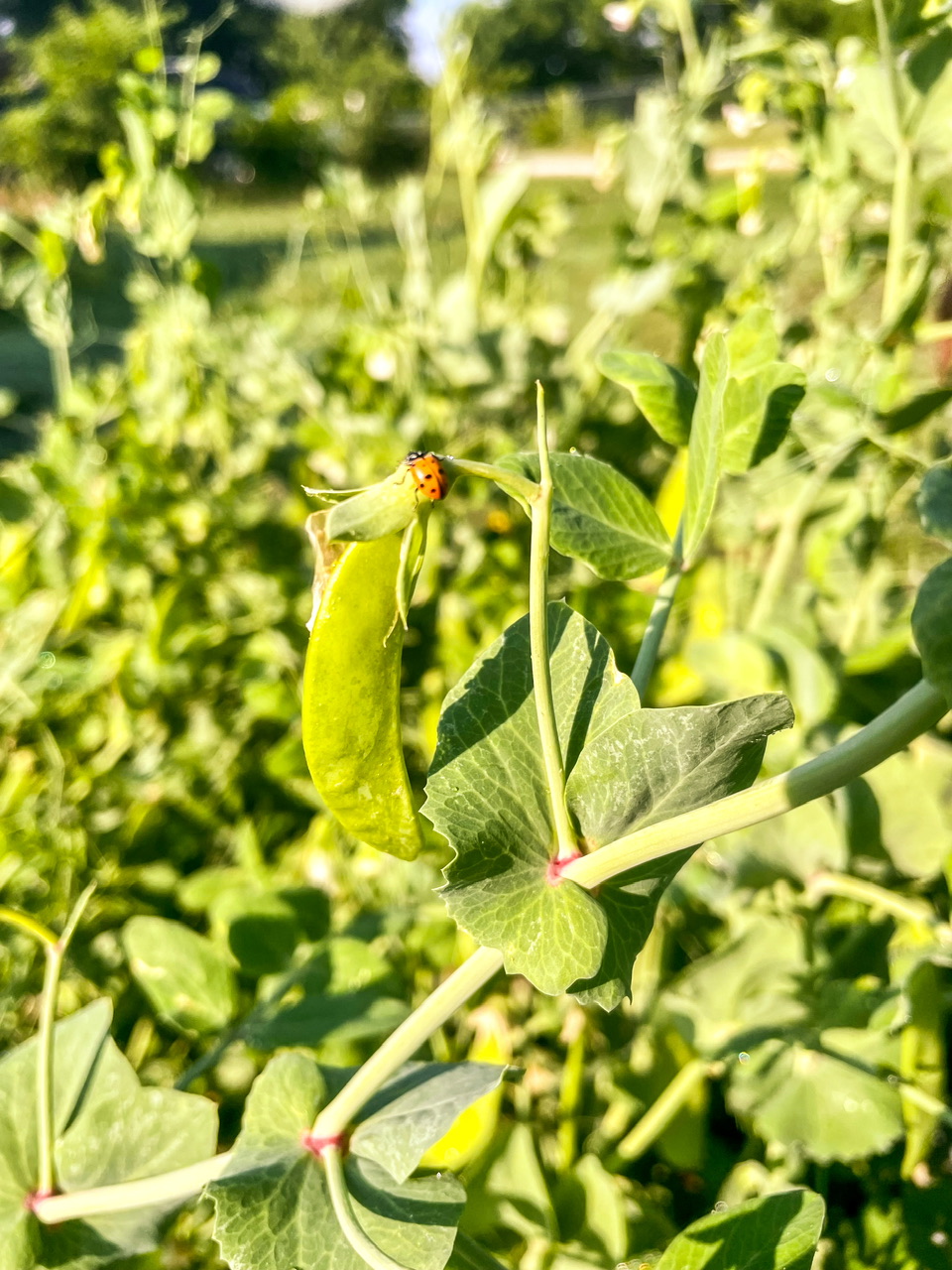lady bug on a pea