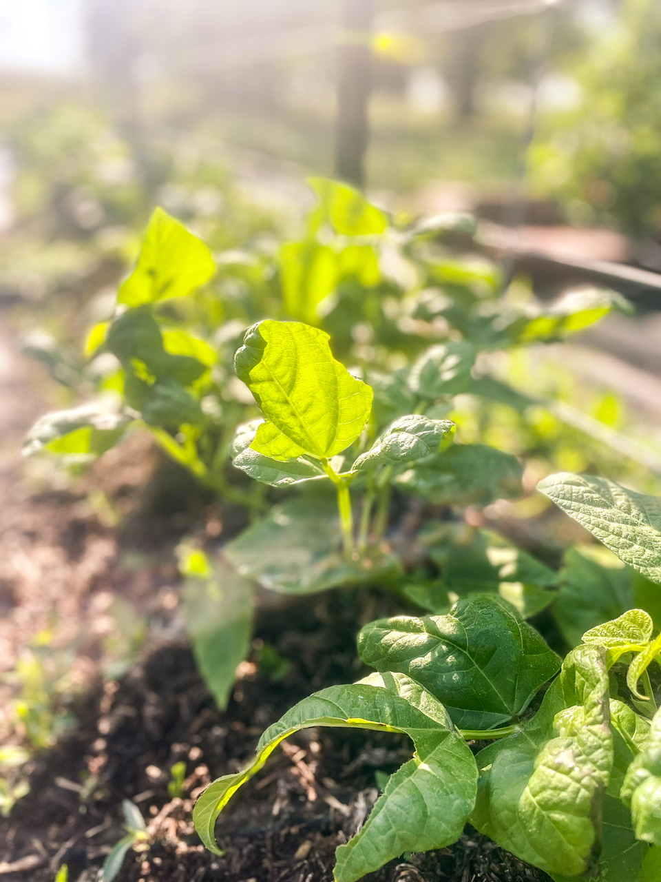 Bean plants in the sun