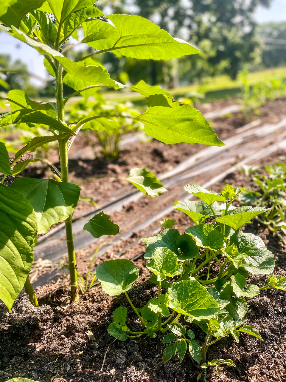 Melons with a sunflower