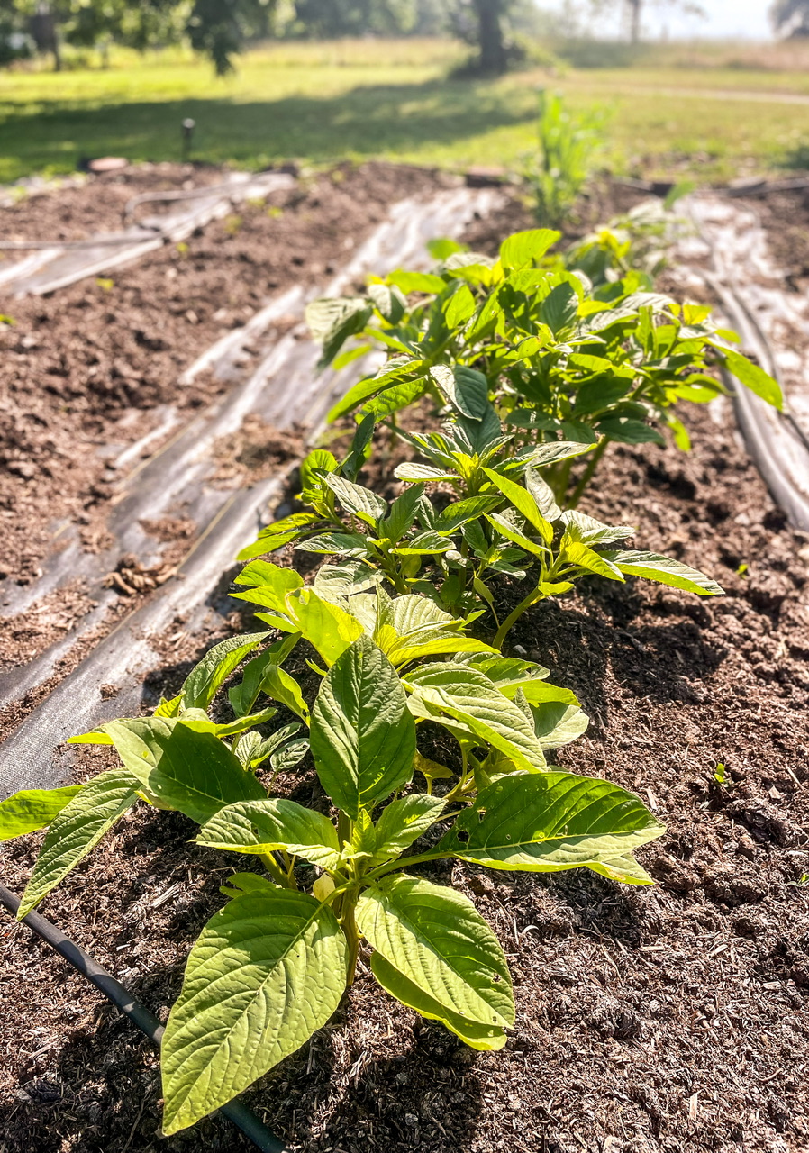 Golden giant amaranth
