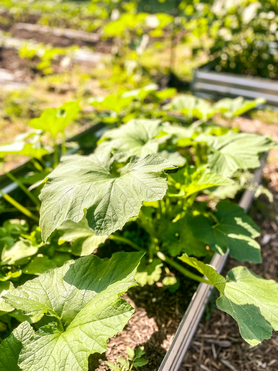 Zucchini plant
