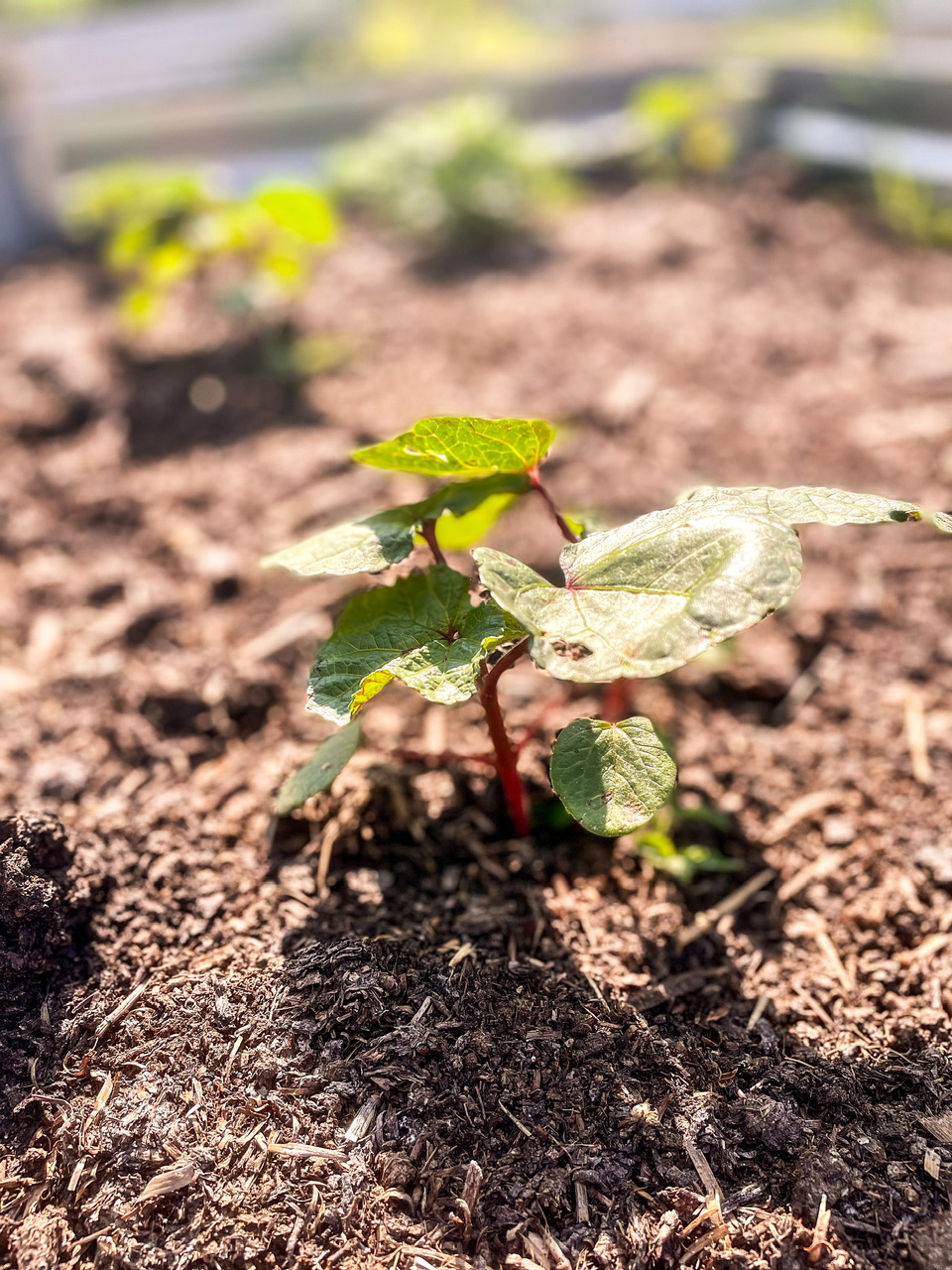Red okra plant