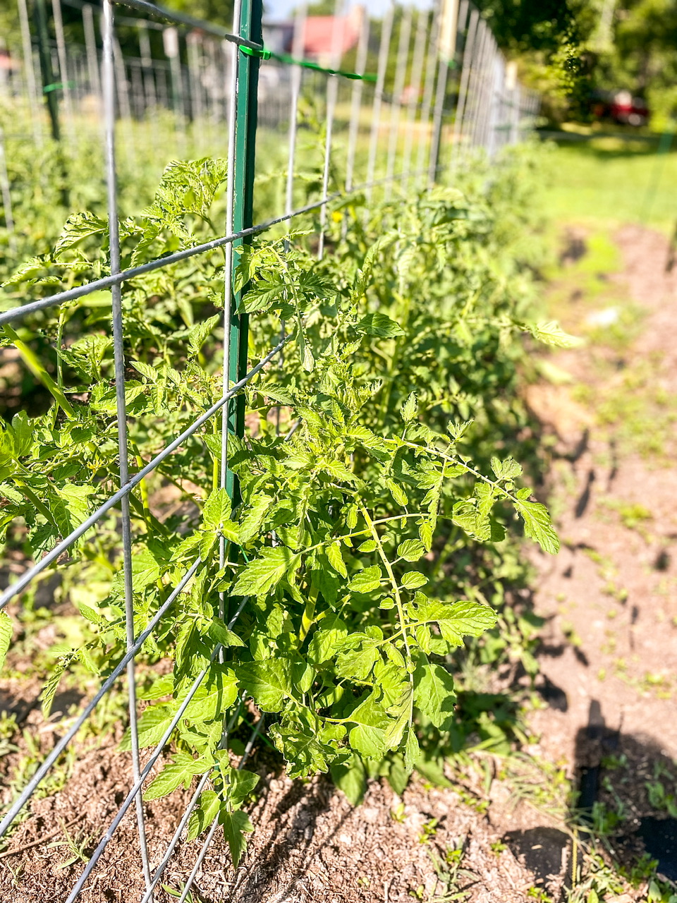 tomato plants on a trellis