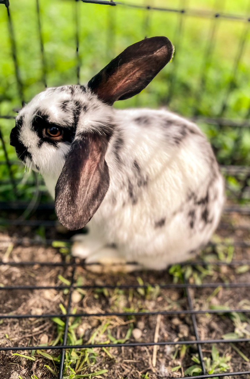 black and white rabbit