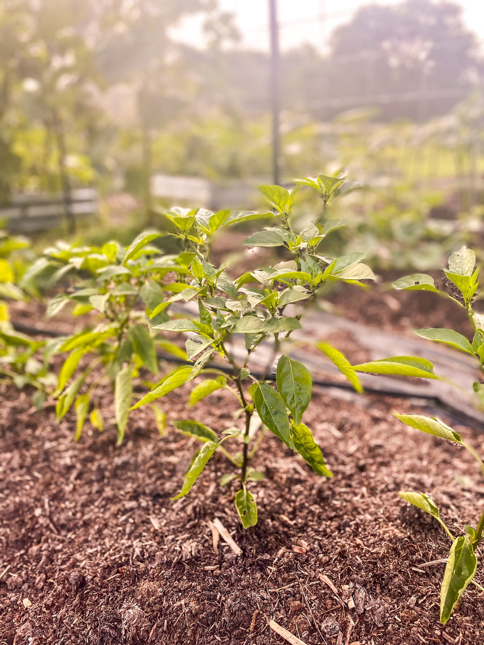 Pepper plants