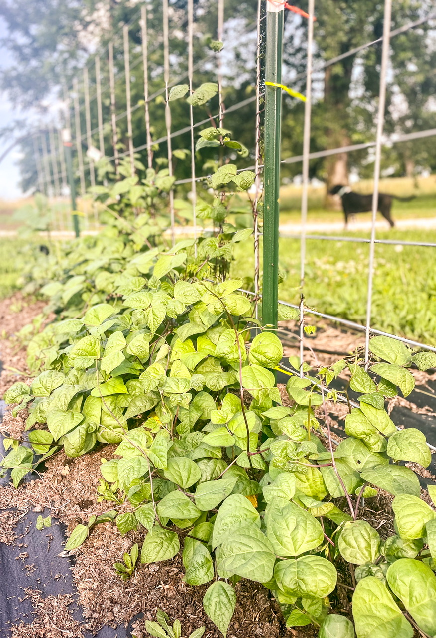 Beans on a trellis with a black dog in the background