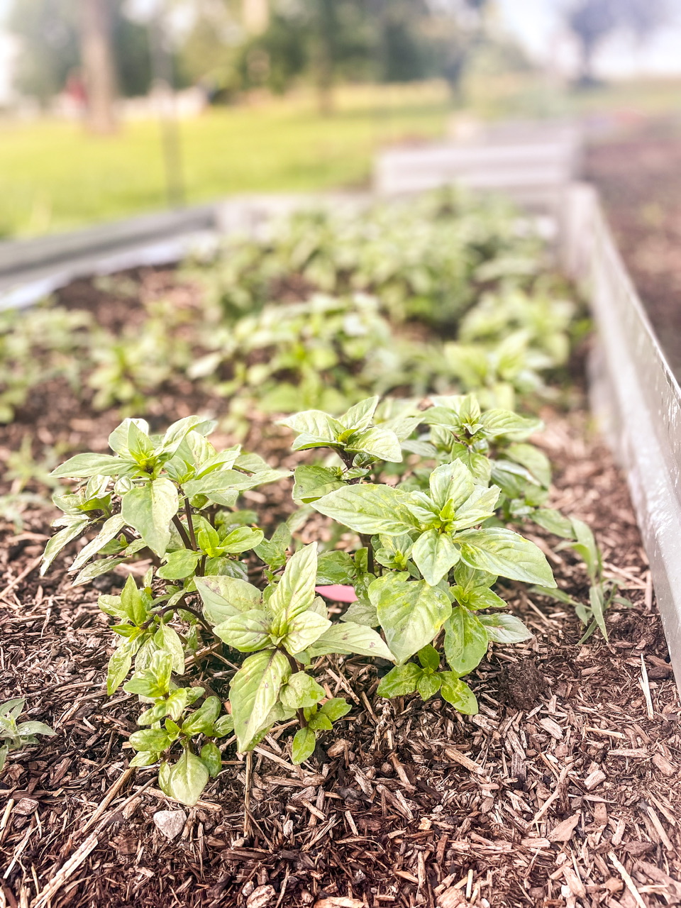 Cinnamon basil plants in a bed