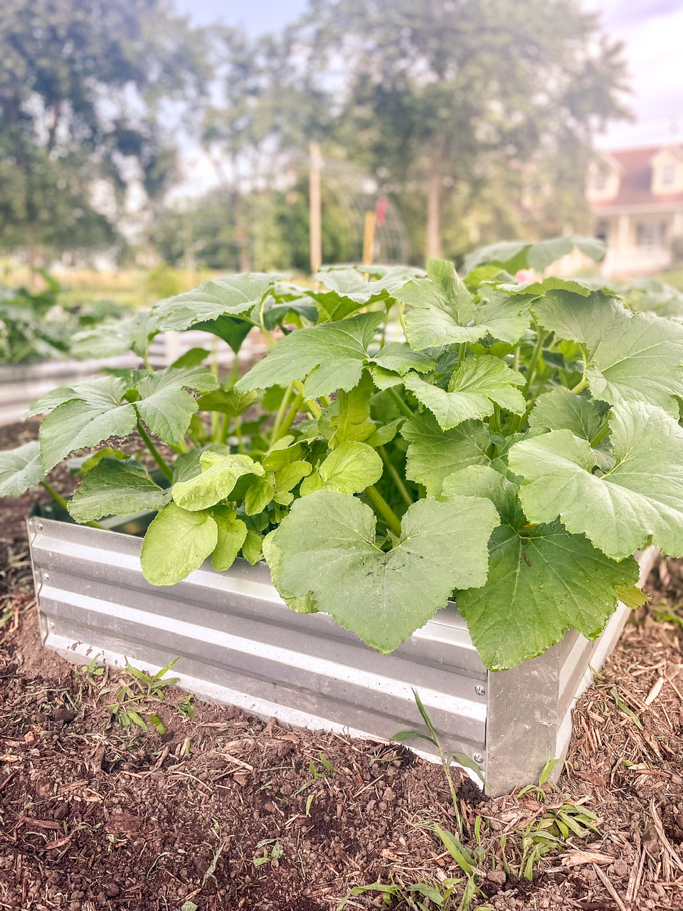 Squash plants