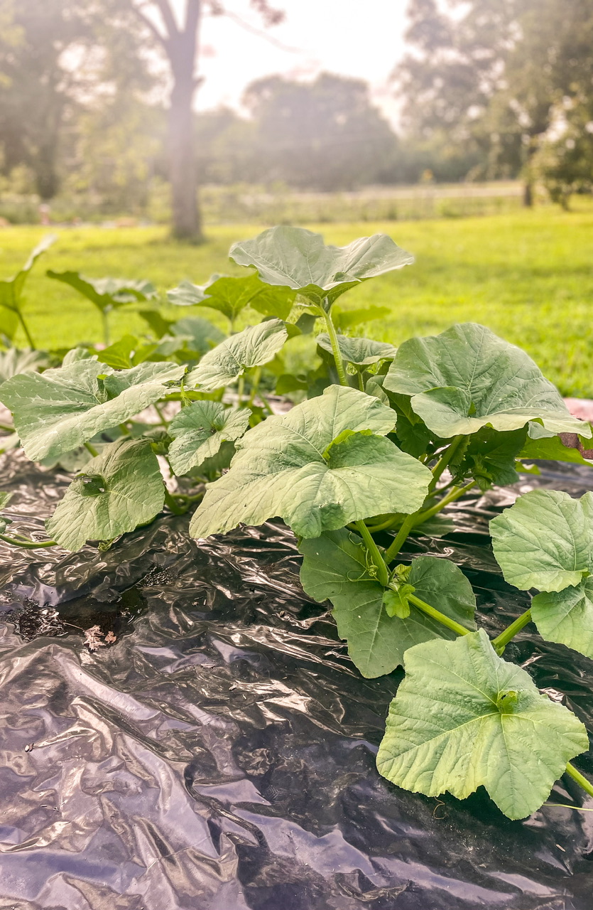 Mature squash plants