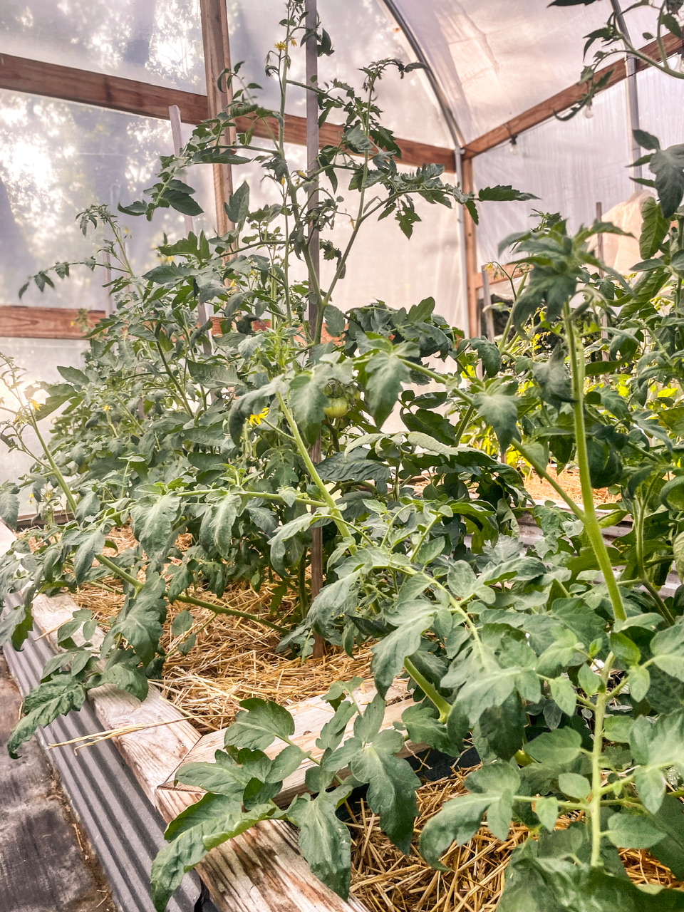 Tomatoes in a high tunnel