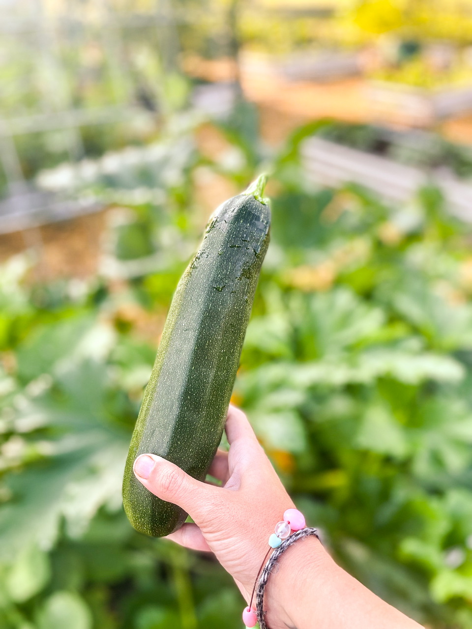 Hand holding a zucchini