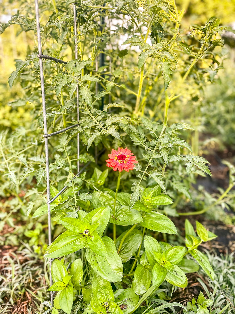 Zinnia with tomatoes