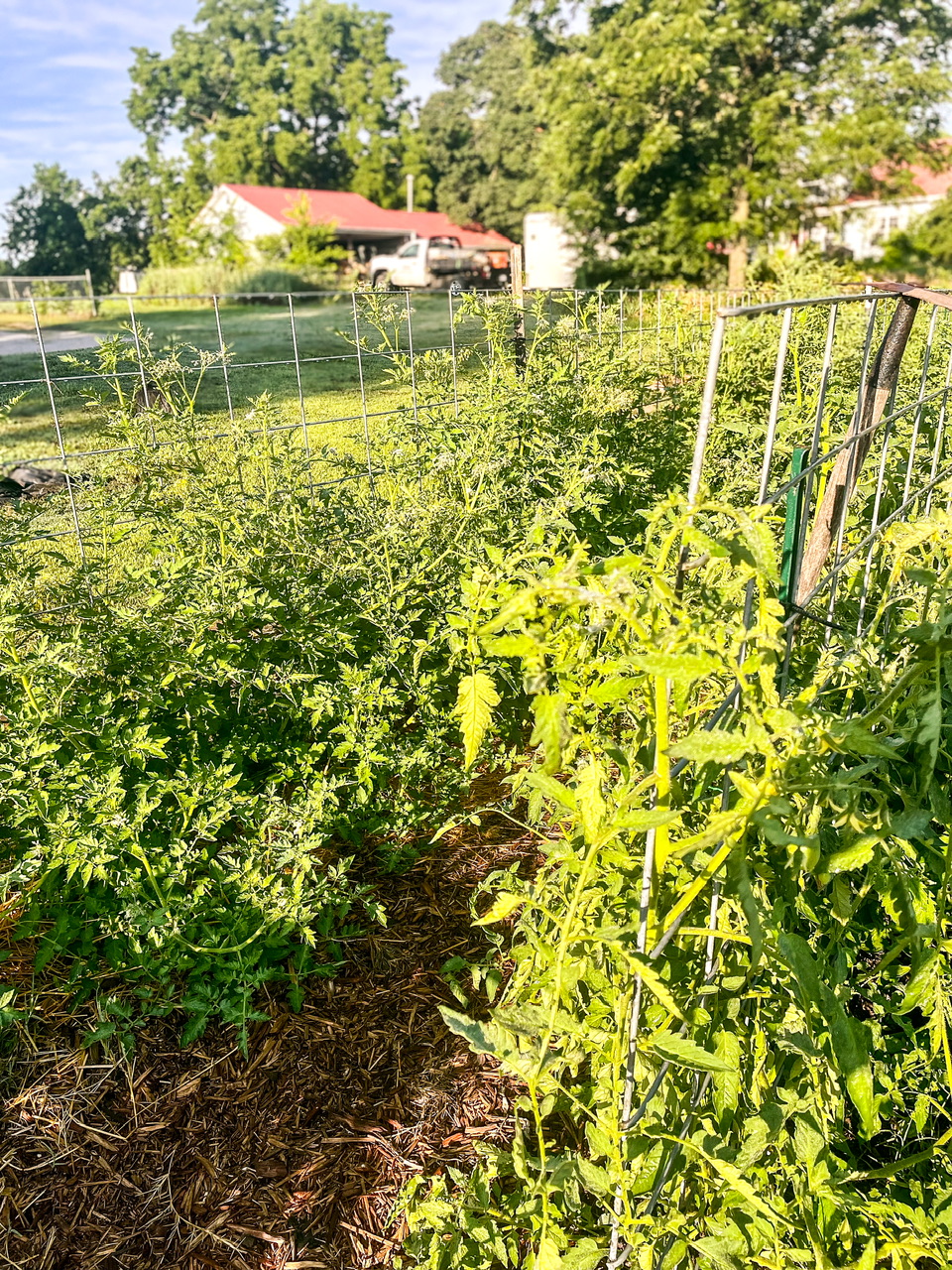 Tomato plants